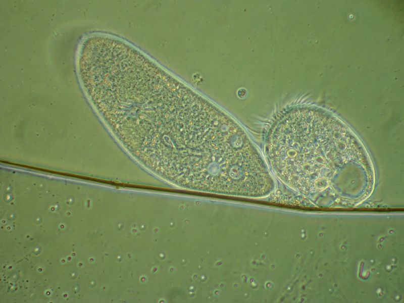 lotta all''ultima goccia.